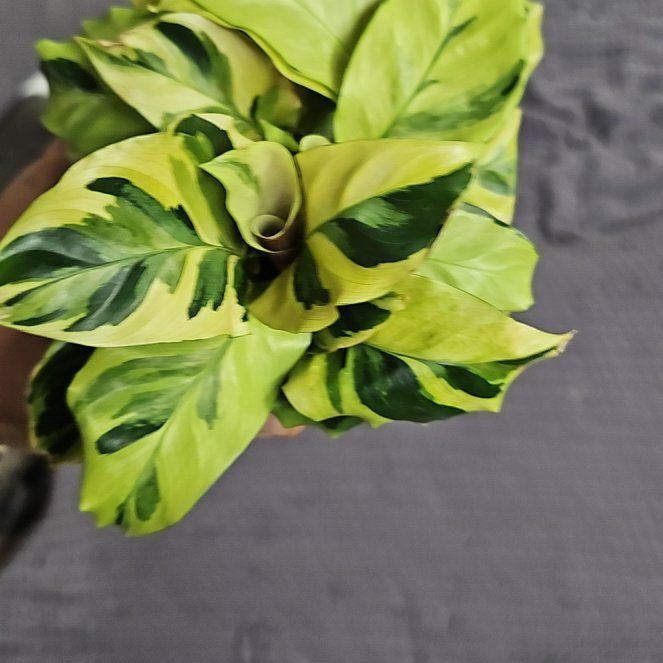 Photo of the plant species Calathea 'Yellow Fusion' by @plantsquatch601 named Darwin on Greg, the plant care app