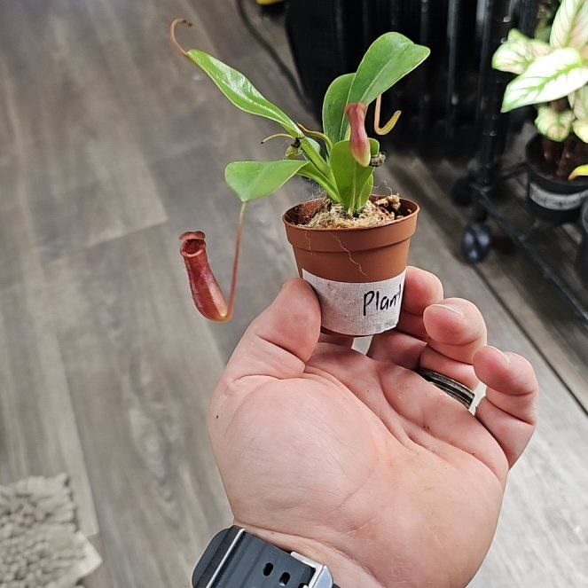 Photo of the plant species Nepenthes X 'Rebecca Soper' - Nepenthes gracillima 'Dark Red' X ventricosa by @plantsquatch601 named Fernie Saunders on Greg, the plant care app