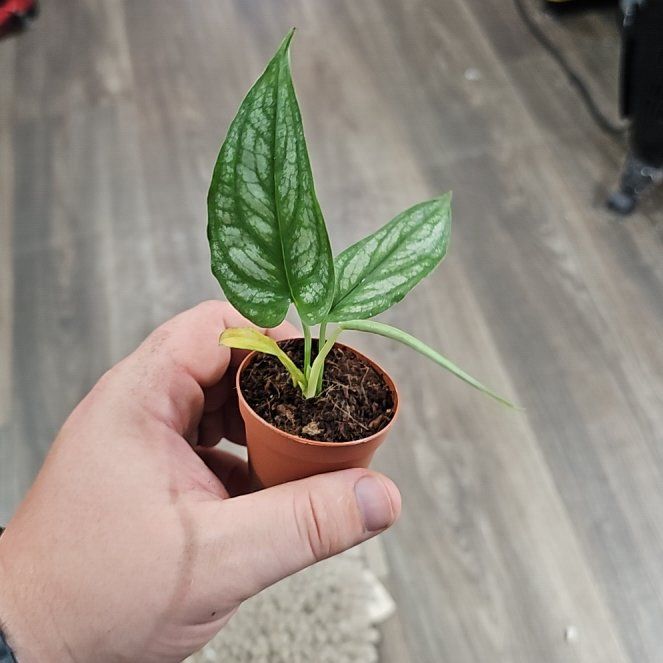 Photo of the plant species monstera siltepecanna by @plantsquatch601 named Daphne on Greg, the plant care app