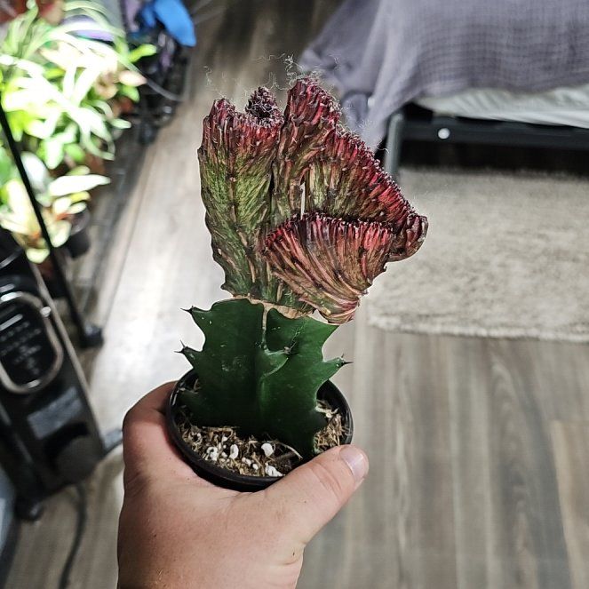 Photo of the plant species Mermaid tail, cactus by @plantsquatch601 named Tree Diddy on Greg, the plant care app