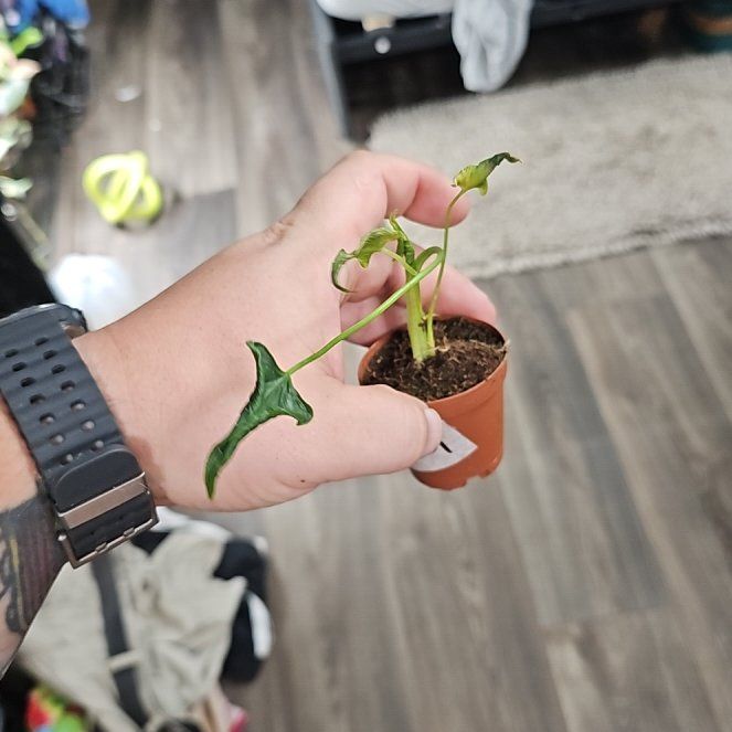 Photo of the plant species Alocasia 'Triangularis' by @plantsquatch601 named Shakira on Greg, the plant care app