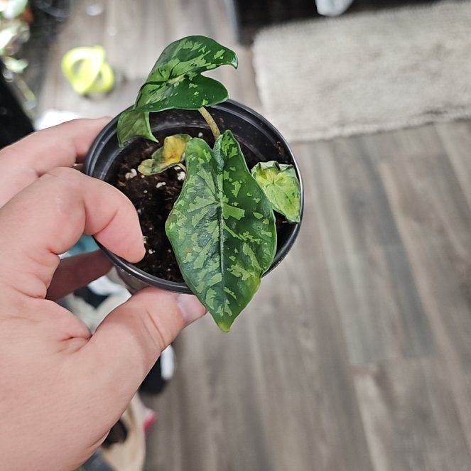 Photo of the plant species Alocasia Shattered Glass by @plantsquatch601 named Leonardo on Greg, the plant care app
