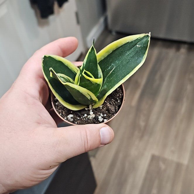 Photo of the plant species Sanservia by @plantsquatch601 named Mochi on Greg, the plant care app