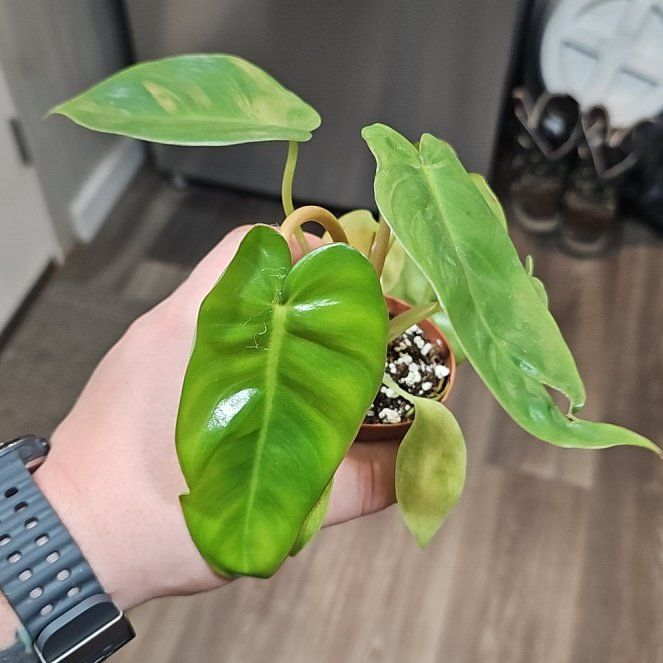 Photo of the plant species philodendron Jungle Boogie by @plantsquatch601 named Messi on Greg, the plant care app