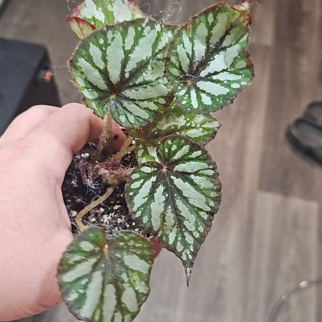 Photo of the plant species Begonia 'Steve's Leaves Fang' by @plantsquatch601 named Michelle Branch on Greg, the plant care app