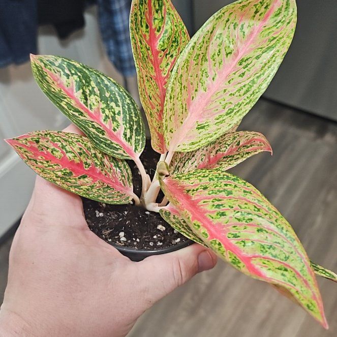 Photo of the plant species Aglaonema 'Red Legacy' by @plantsquatch601 named Robert Plant on Greg, the plant care app