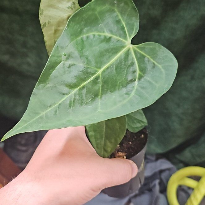 Photo of the plant species Anthurium warocqueanum by @plantsquatch601 named Bella on Greg, the plant care app