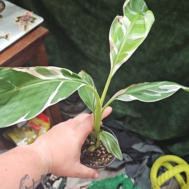 Photo of the plant species Florida Variegated Banana by @plantsquatch601 named Denali on Greg, the plant care app