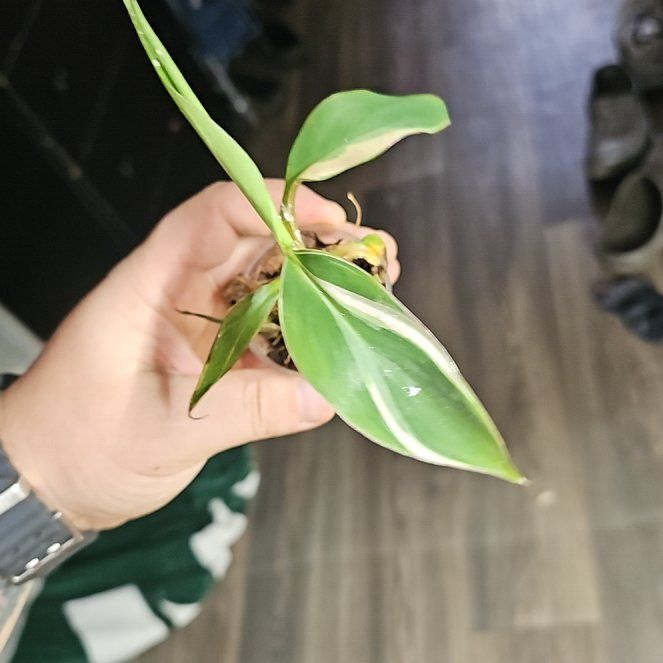 Photo of the plant species Royal Pink Banana by @plantsquatch601 named Clooney on Greg, the plant care app
