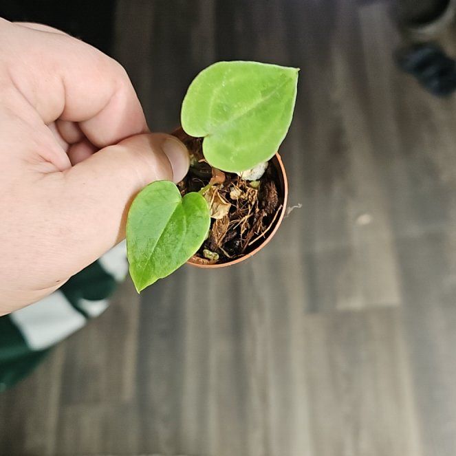 Photo of the plant species Anthurium crystallinum magnificum by @plantsquatch601 named Beckham on Greg, the plant care app