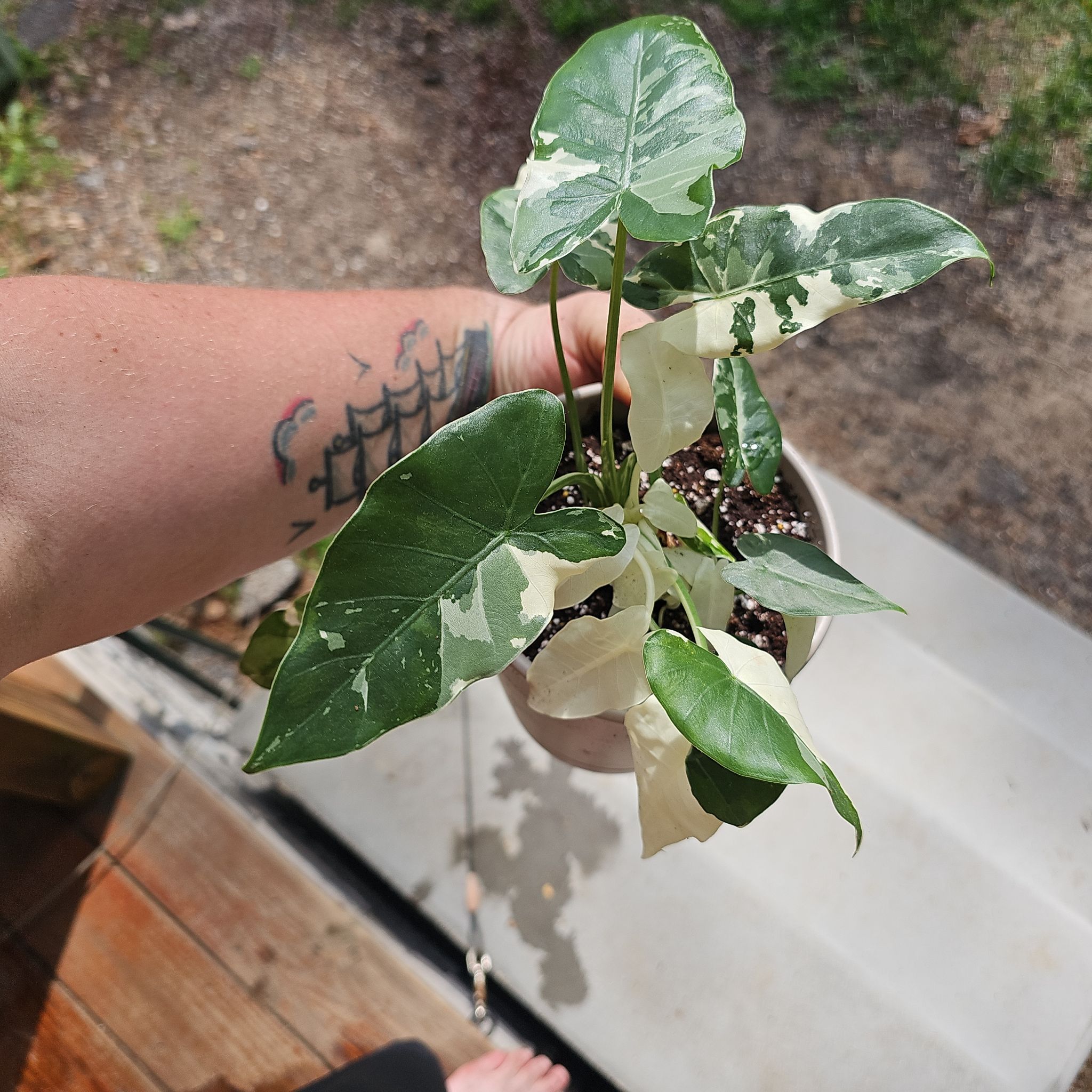 Photo of the plant species Okinawa by @plantsquatch601 named Winston on Greg, the plant care app