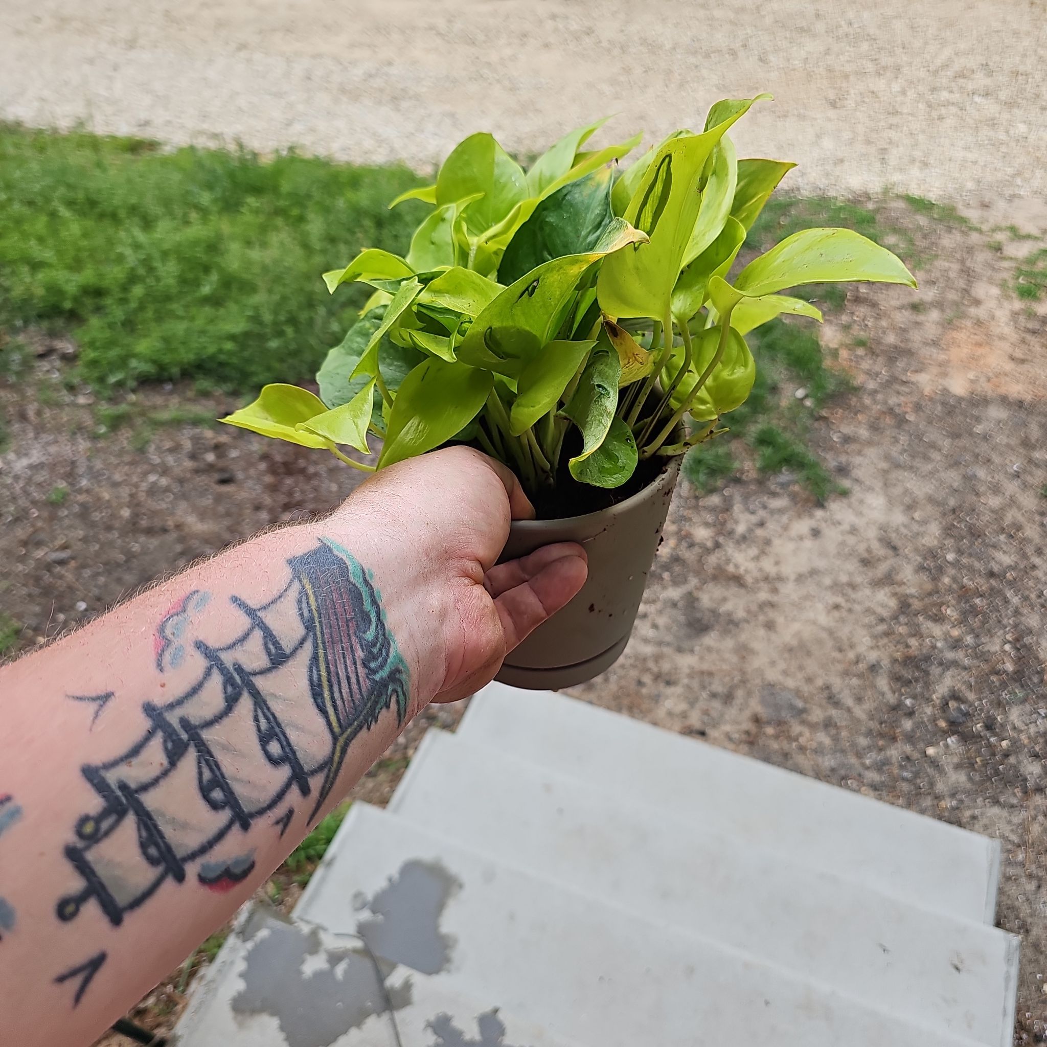 Photo of the plant species Tulip 'Sao Paulo' by @plantsquatch601 named Taylor Swift on Greg, the plant care app