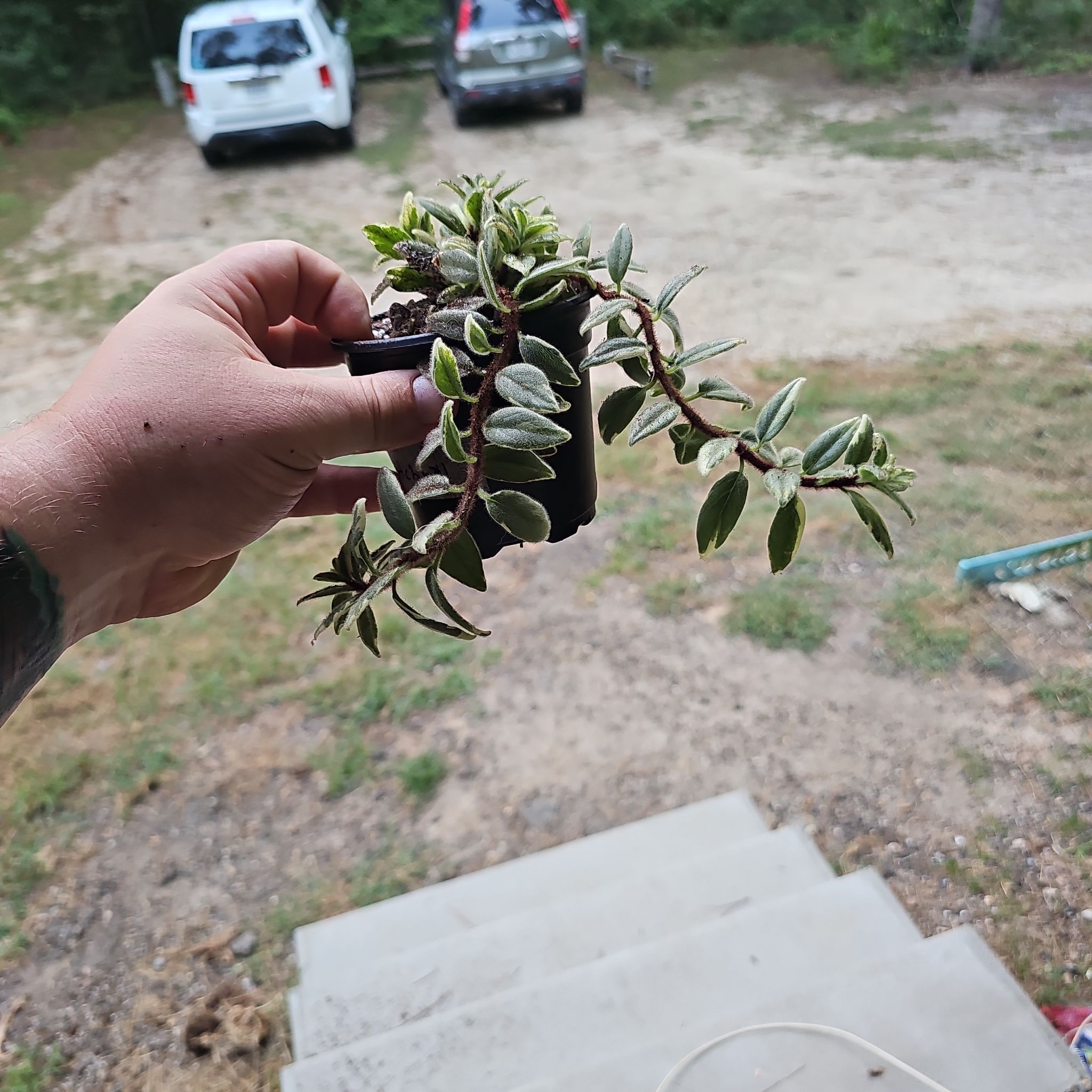 Photo of the plant species Goldfish Plant by @plantsquatch601 named Sonora on Greg, the plant care app