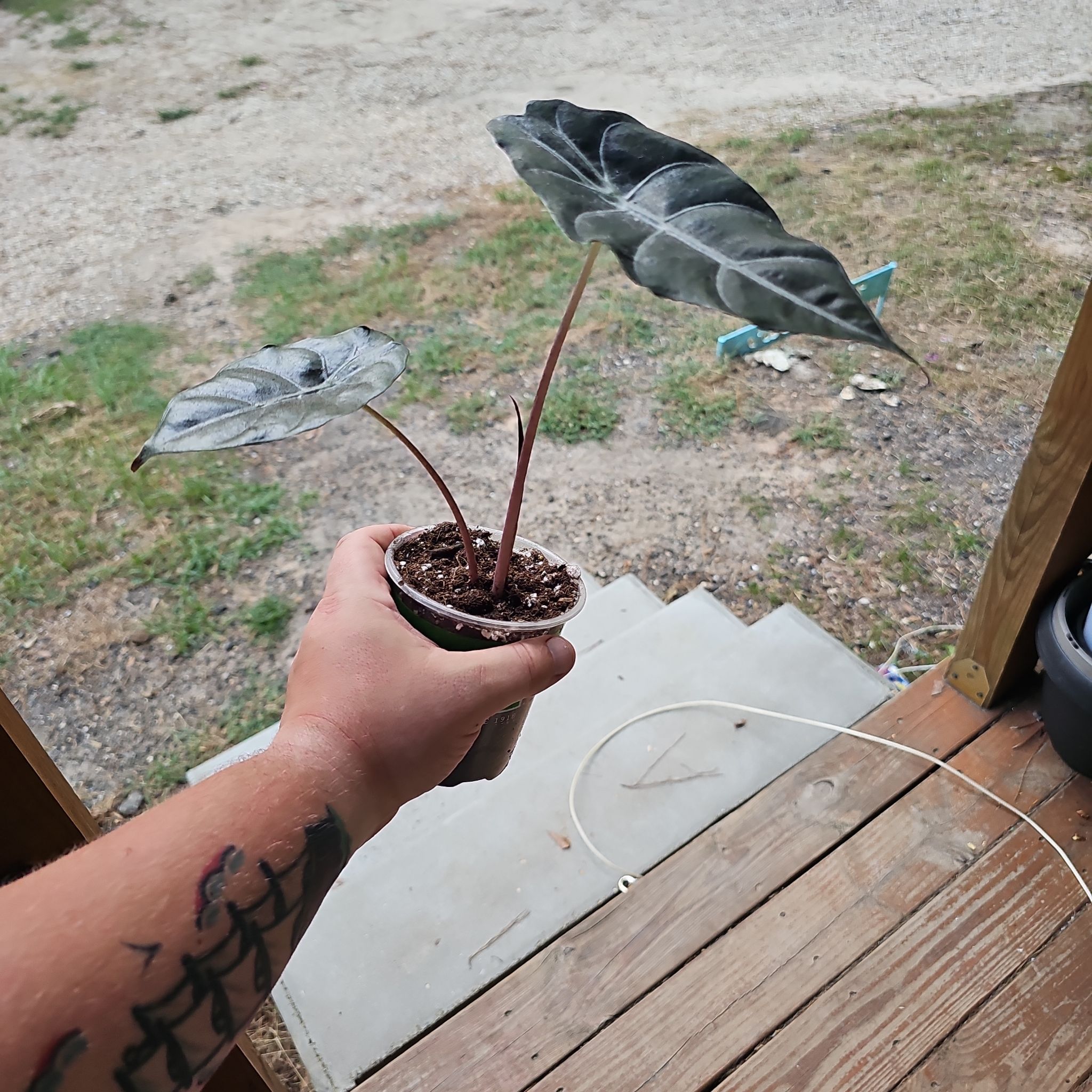 Photo of the plant species Alocasia 'Chantrieri' by @plantsquatch601 named Kylie on Greg, the plant care app