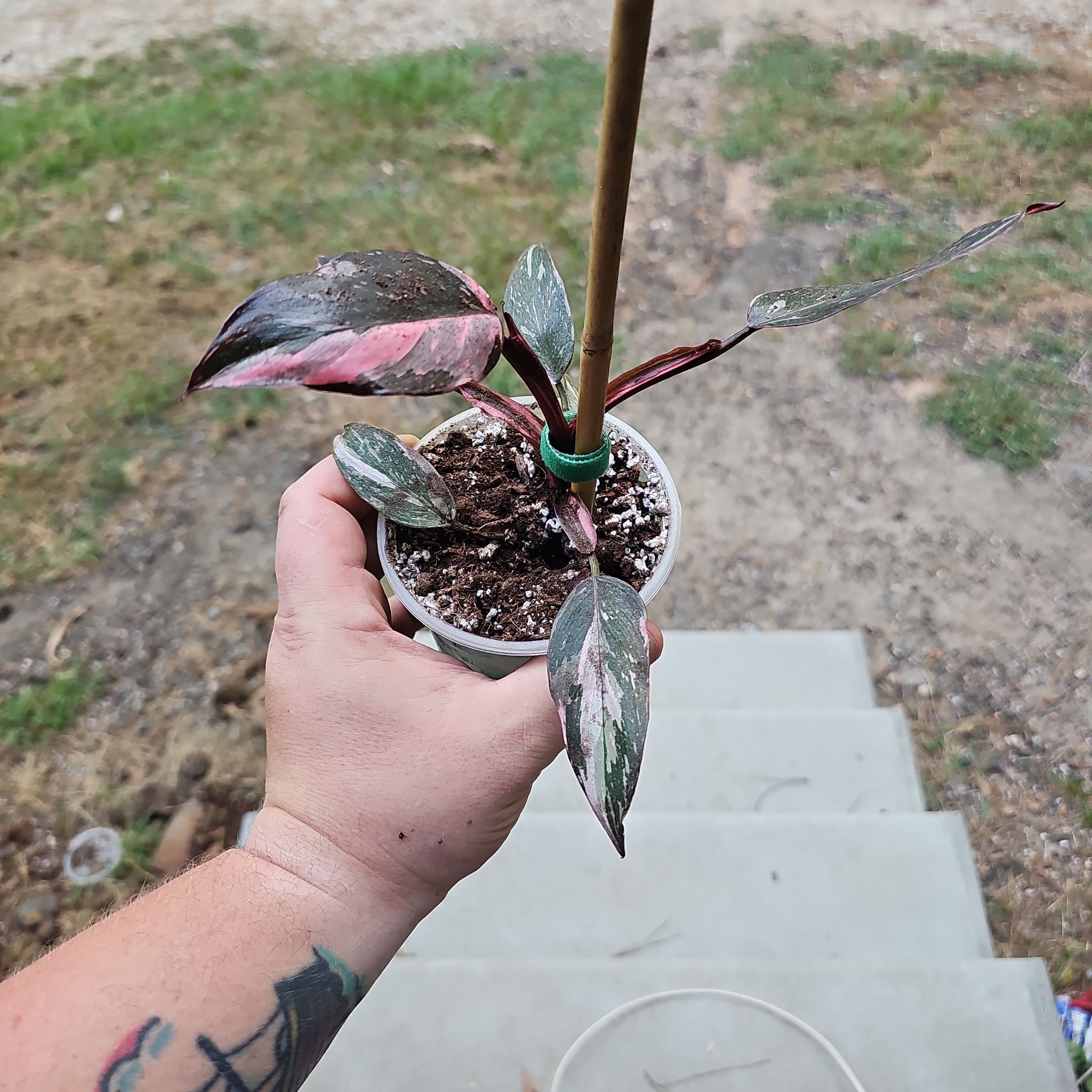 Photo of the plant species Cotton Candy Pink Princess by @plantsquatch601 named Tolkien on Greg, the plant care app