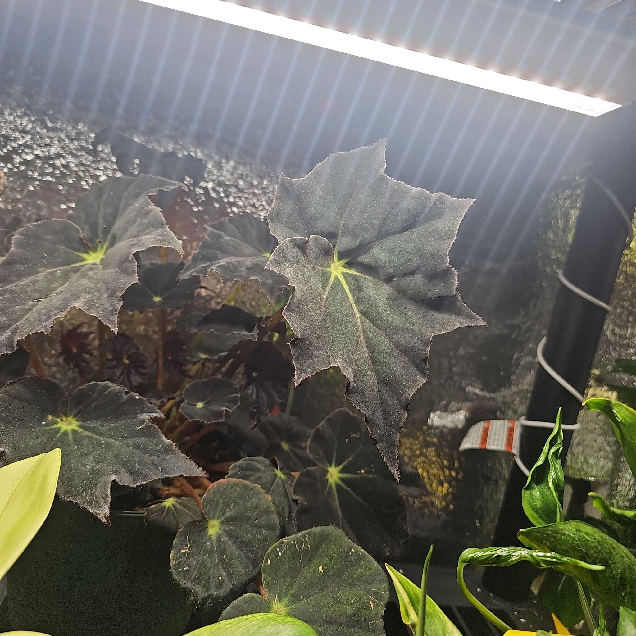 Photo of the plant species Begonia 'Joe Hayden' by @plantsquatch601 named Ozzy on Greg, the plant care app