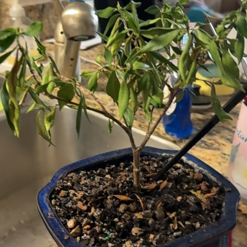 Photo of the plant species Crepe Jasmine by @PureSnowrose8 named Navajo on Greg, the plant care app