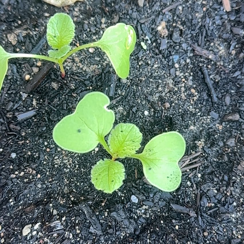 Photo of the plant species Purple Amaranth by @PoshAmethius65 named Curie on Greg, the plant care app
