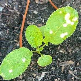 Photo of the plant species Puka by @PoshAmethius65 named Spike Leaves on Greg, the plant care app