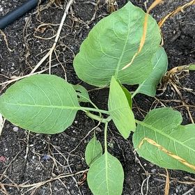 Photo of the plant species Tree Tobacco by @PoshAmethius65 named Zeus on Greg, the plant care app
