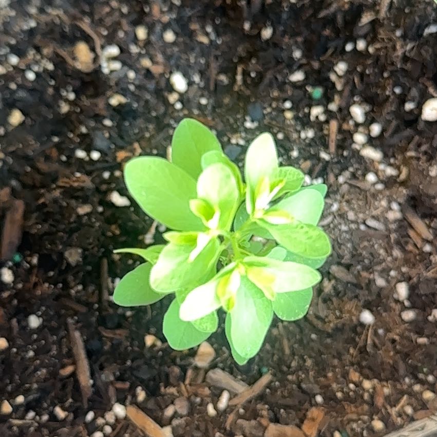 Photo of the plant species Cancer Weed by @PoshAmethius65 named Forrest on Greg, the plant care app