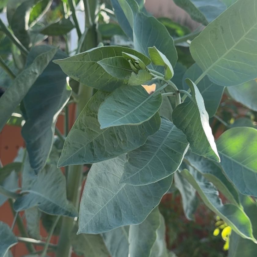 Photo of the plant species Tree Tobacco by @PoshAmethius65 named Fernie Mac on Greg, the plant care app