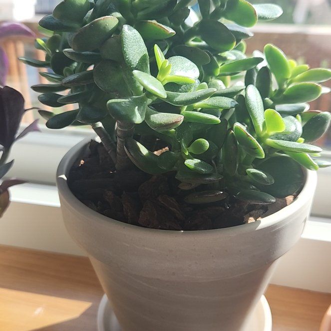 Photo of the plant species Mini Jade by @IndustriousCat4 named Jade on Greg, the plant care app