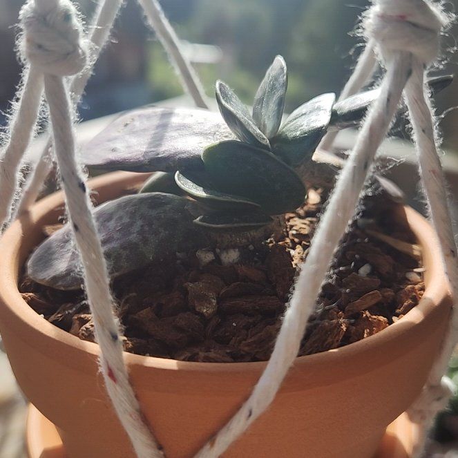 Photo of the plant species Plover Eggs Plant by @IndustriousCat4 named Oscar on Greg, the plant care app