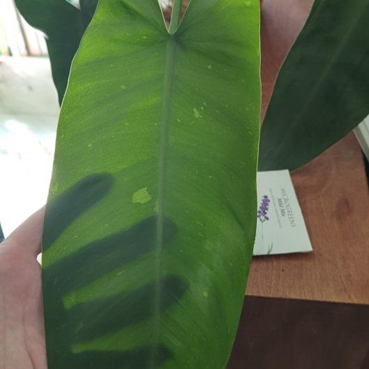 Photo of the plant species Philodendron 'Jose Buono' by @monsteragoals named Harper on Greg, the plant care app