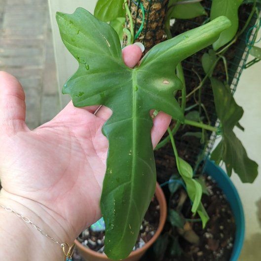 Photo of the plant species Philodendron Golden Dragon by @monsteragoals named Mochi on Greg, the plant care app