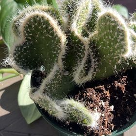 Photo of the plant species Roller Coaster by @AlwaysWatermint named Homer on Greg, the plant care app