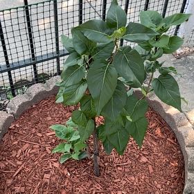 Photo of the plant species Wild Four O'Clock by @ChipperOxlip28 named Clooney on Greg, the plant care app