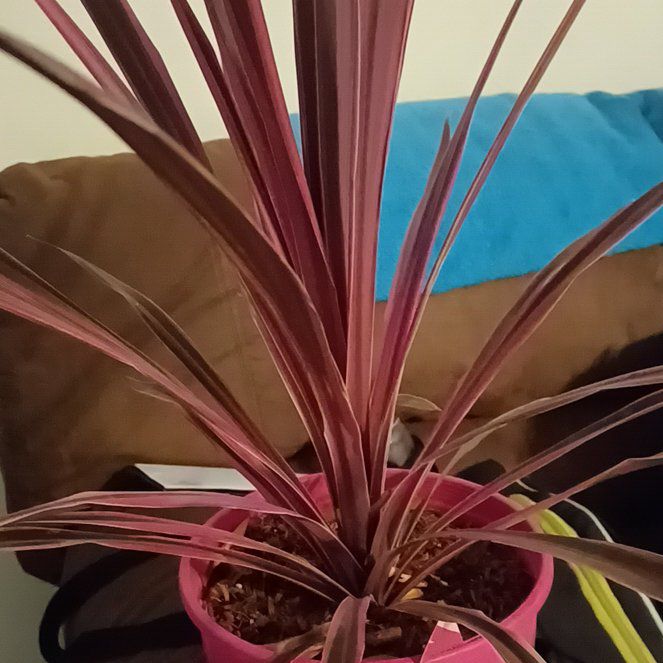 Photo of the plant species Cordyline 'Tana' by @HipGrasspea61 named Pink dream on Greg, the plant care app