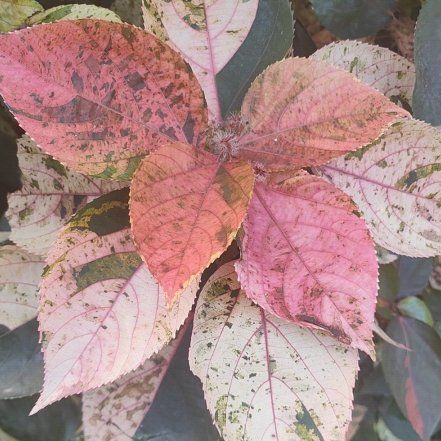 Photo of the plant species Copperleaf by @ShowyCatgrass57 named Scarlett on Greg, the plant care app