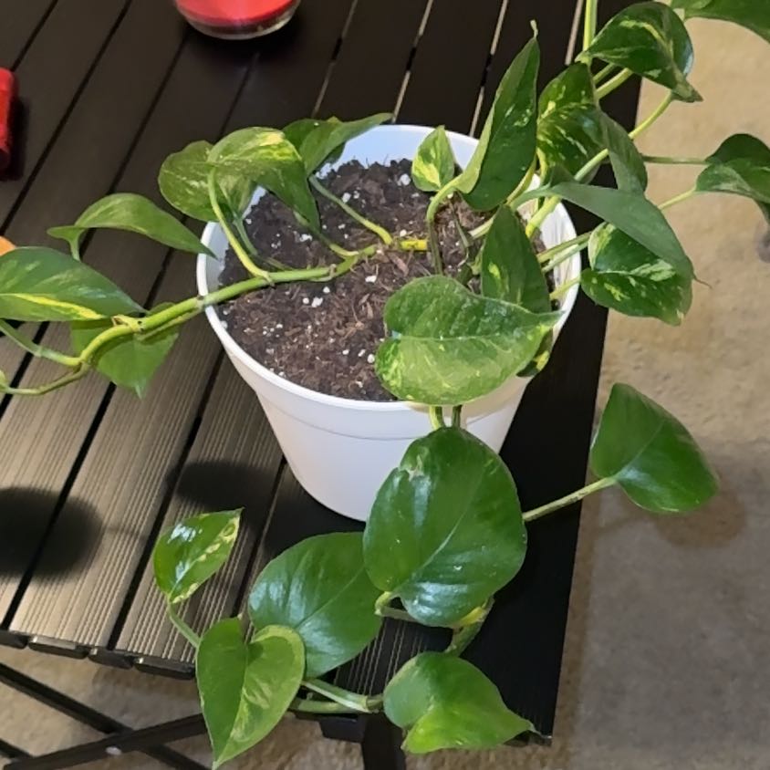 Lady Pothos