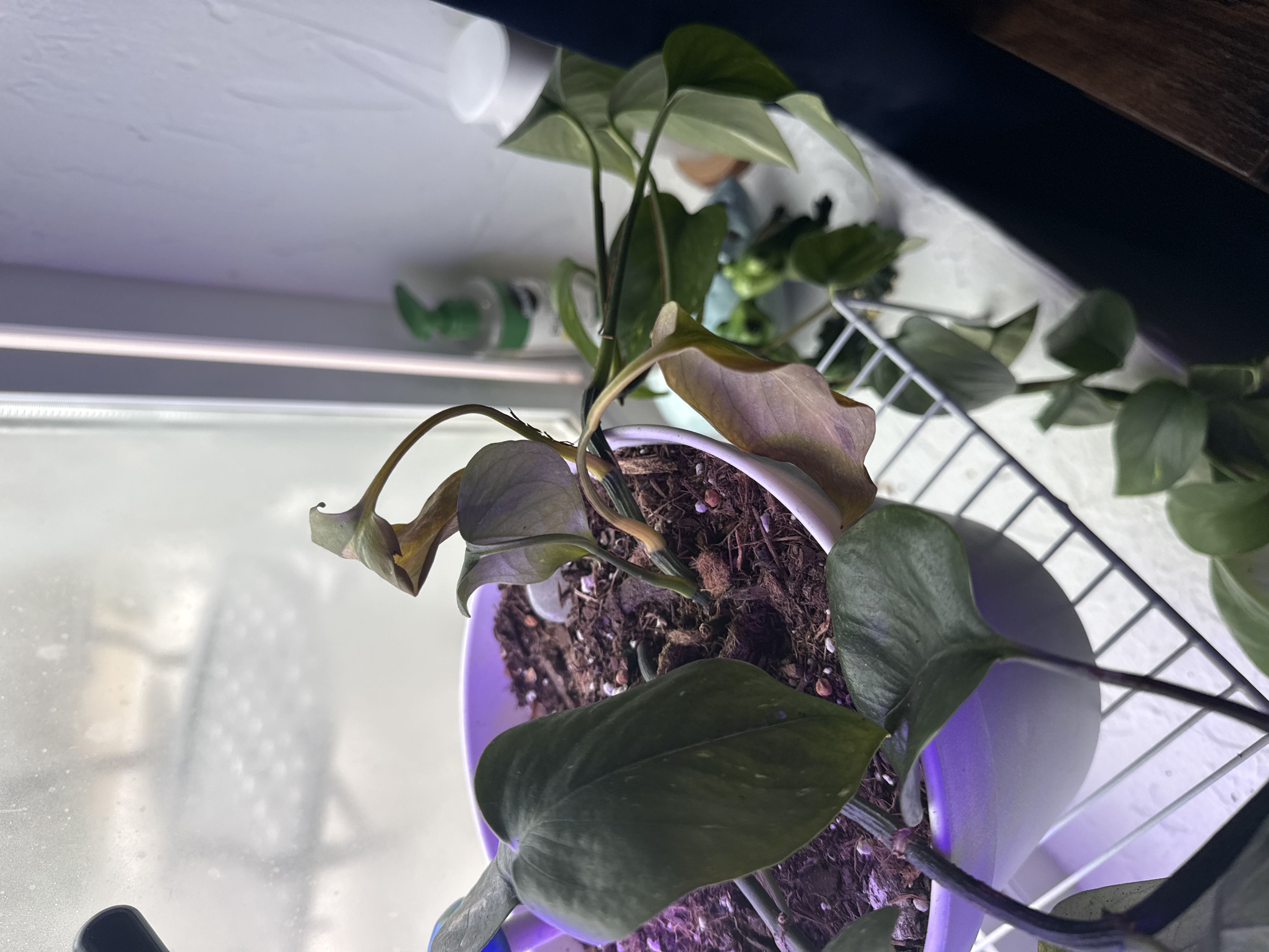 Photo from the post