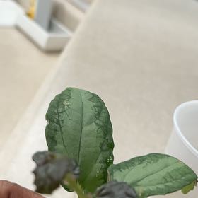 Photo of the plant species Cutleaf Groundcherry by @FunScotspine27 named Ulysses S Plant on Greg, the plant care app
