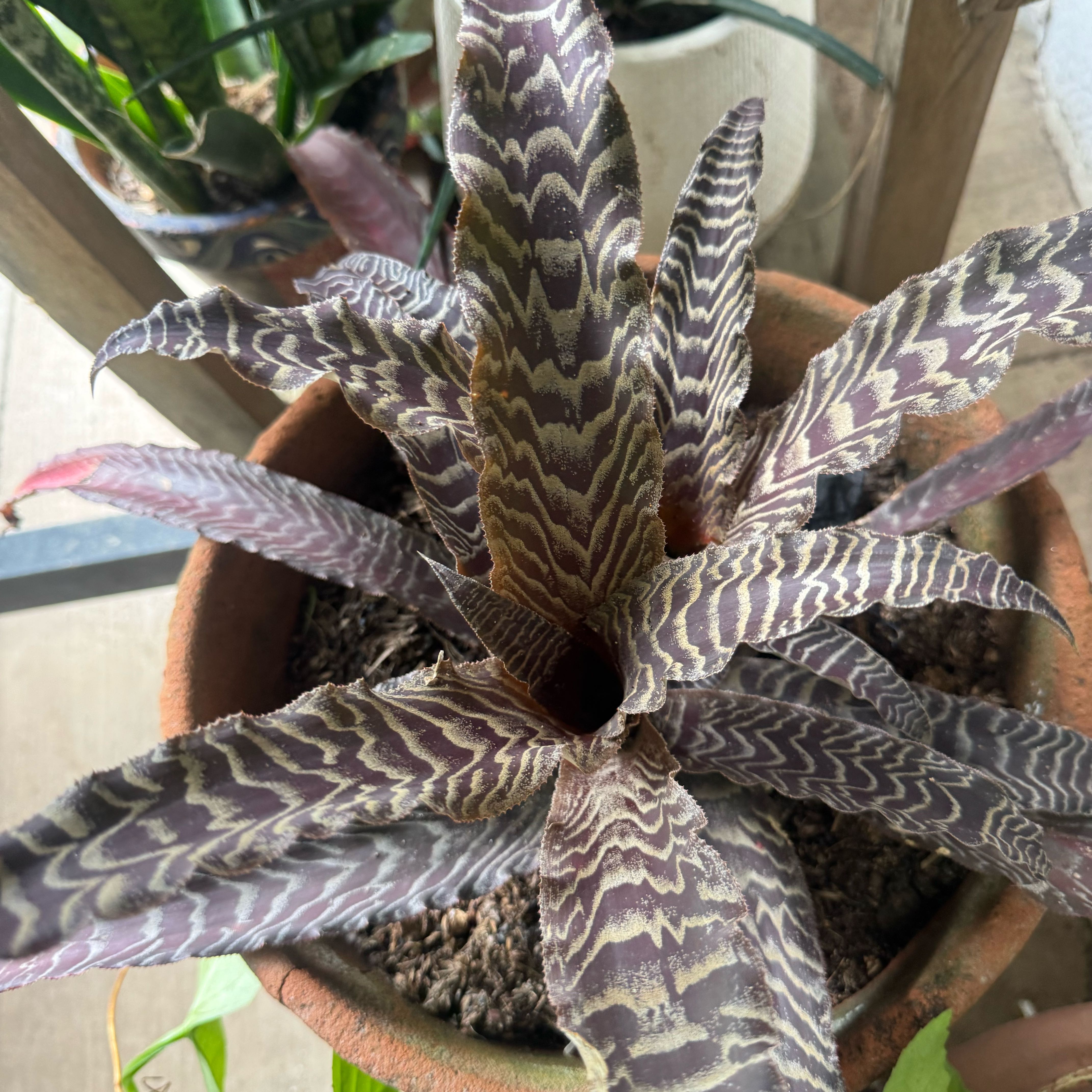 Photo of the plant species Cryptanthus by @PivotalGalega59 named Earth Stars on Greg, the plant care app