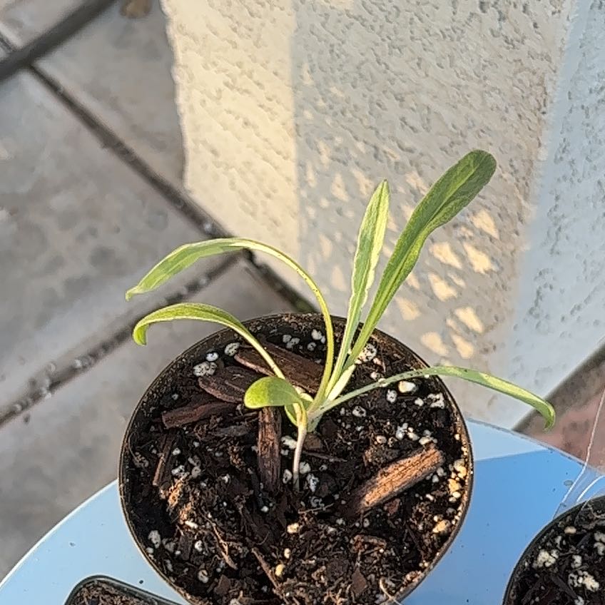 Photo of the plant species Pincushion Flower by @GiftedFuscia26 named Bruce Lee on Greg, the plant care app