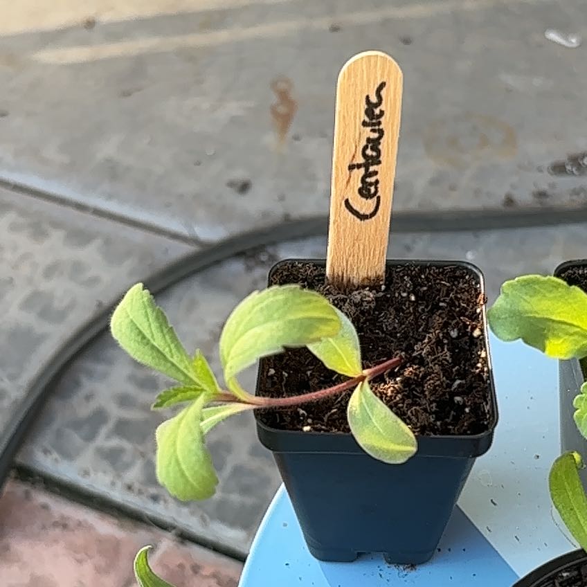 Photo of the plant species Centaurea by @GiftedFuscia26 named Dax on Greg, the plant care app