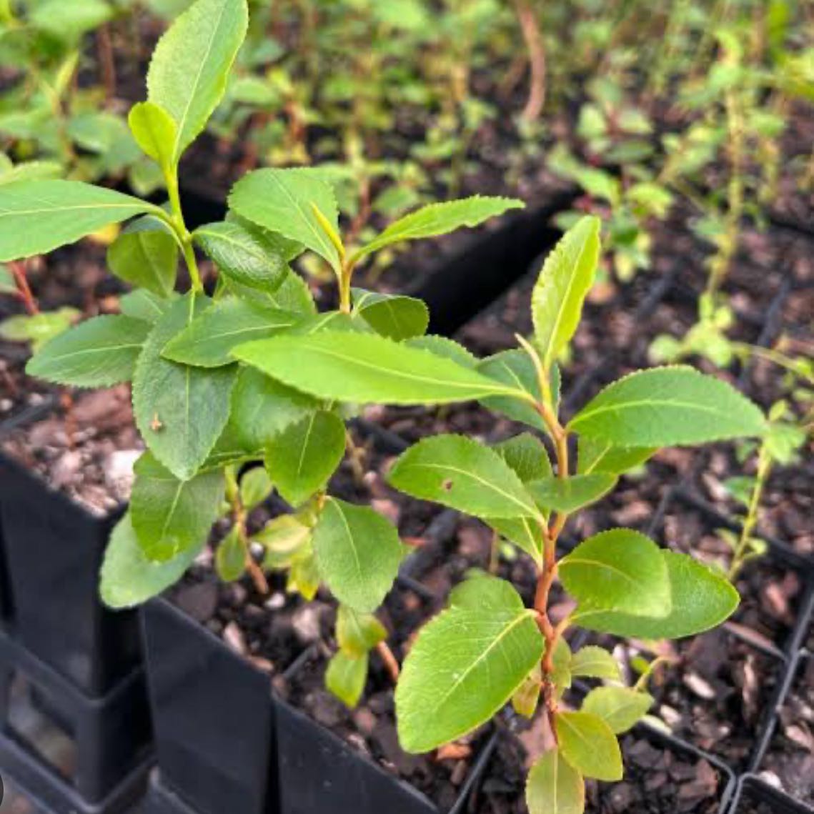 Photo of the plant species Khat by @OrganizedGray named Navajo on Greg, the plant care app