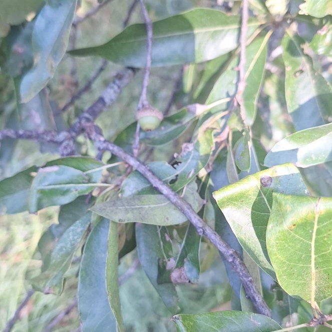 Photo of the plant species Texas Live Oak by @PetiteApple14 named Sigmund on Greg, the plant care app