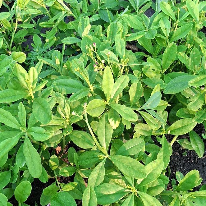 Photo of the plant species Ceylon Spinach by @HotCostmary9 named Sol on Greg, the plant care app