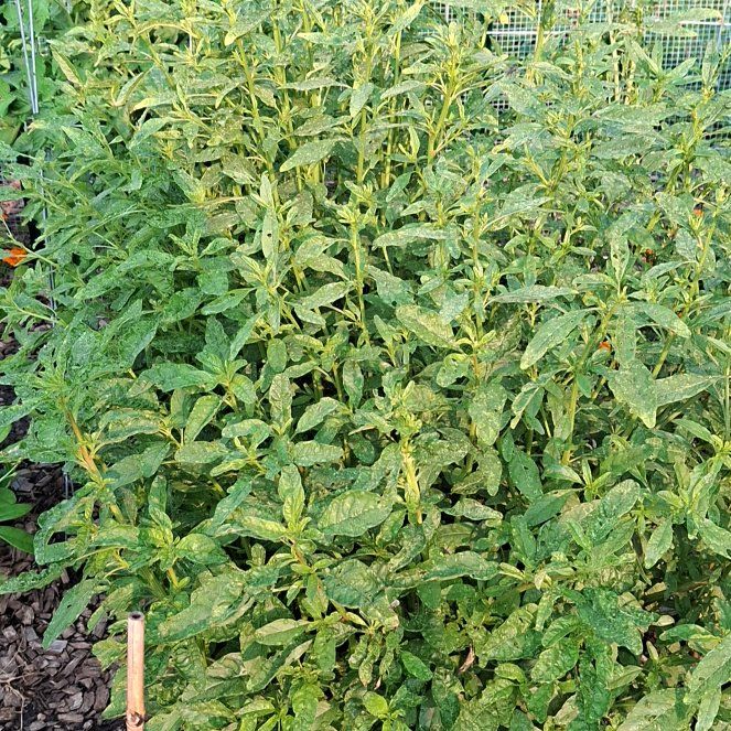 Photo of the plant species Amaranth Pigweed by @HotCostmary9 named Gregarious on Greg, the plant care app