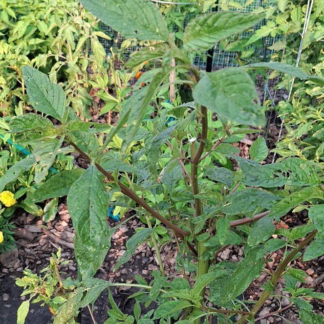 Photo of the plant species Amaranth Pigweed by @HotCostmary9 named Demi on Greg, the plant care app