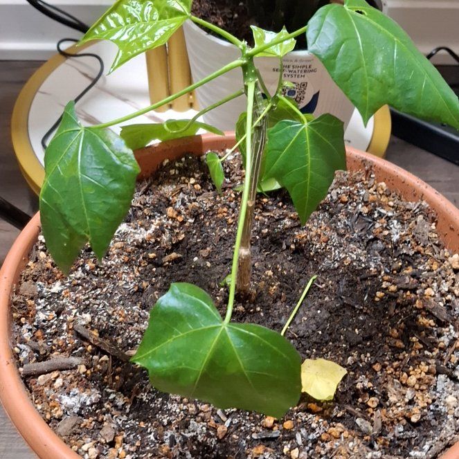 Photo of the plant species Chaya by @HotCostmary9 named Cnidoscolus aconitifolius on Greg, the plant care app