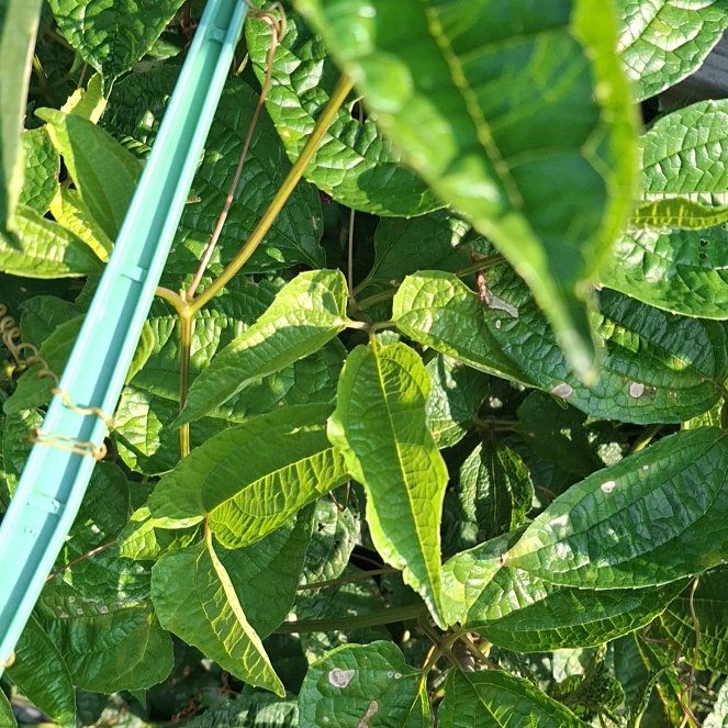 Photo of the plant species Passion Fruit by @HotCostmary9 named Sahara on Greg, the plant care app