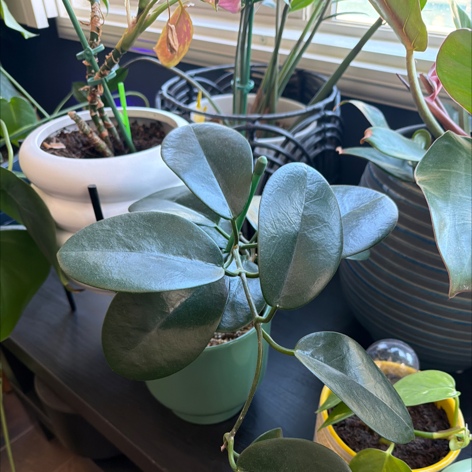 Photo of the plant species Hoya purpureofusca by @CozyAraceae76 named Willow on Greg, the plant care app