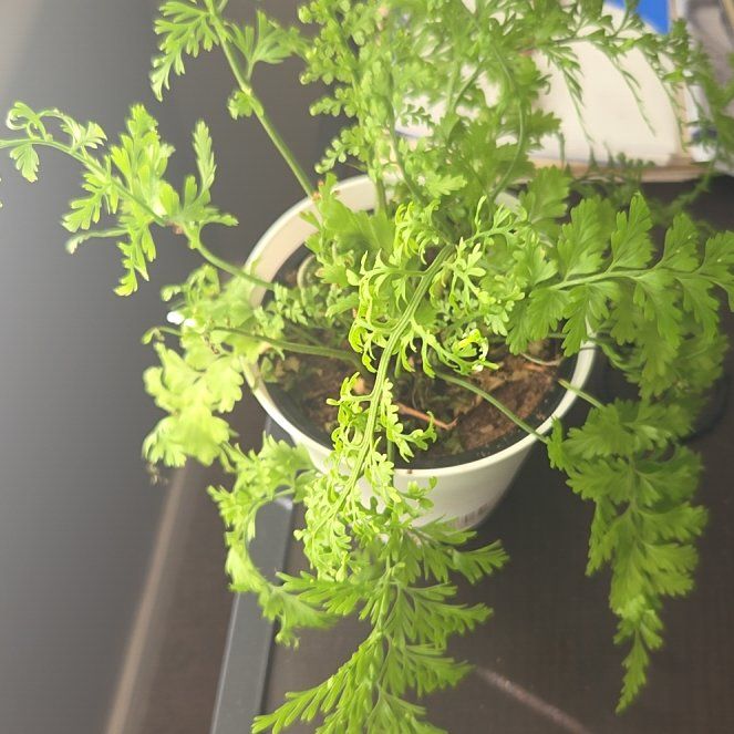 Photo of the plant species Parsley Fern by @VipLukiwan15 named Bruce Lee on Greg, the plant care app