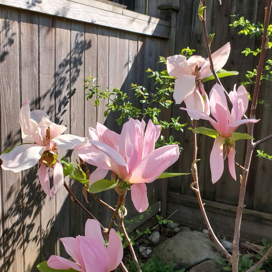 Plant care for Butterfly Magnolia on Greg, the plant care app